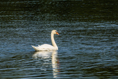 Swan swimming in lake