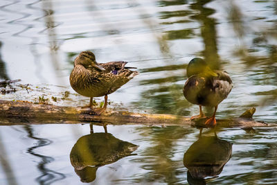 Ducks on a lake