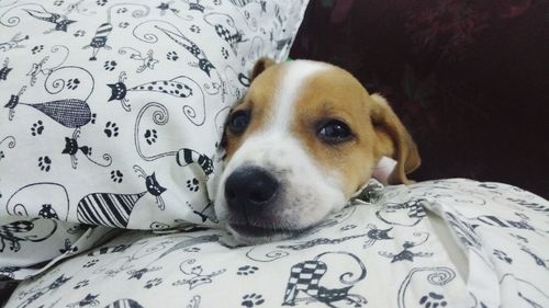 Portrait of dog lying on bed at home