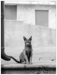 Portrait of cat sitting on wall