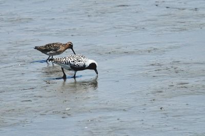 View of bird on beach