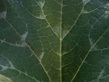 leaf