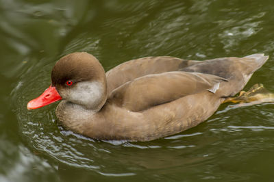 Close-up of swan swimming in lake