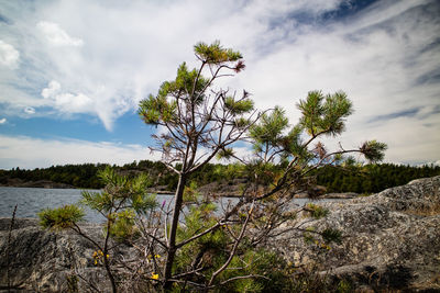 View of trees against cloudy sky
