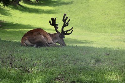 Deer in a field