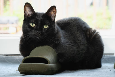 pet