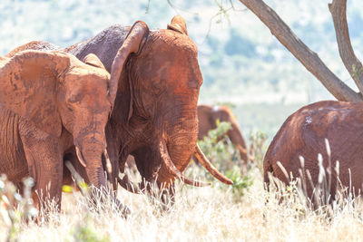 View of elephant on field