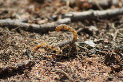 Close-up of lizard on field