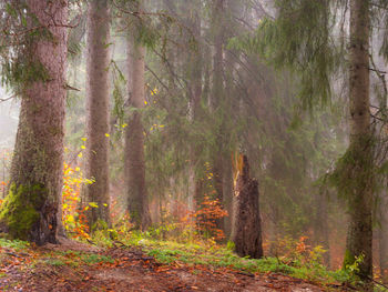 Trees in forest during autumn