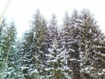 Trees on snow covered landscape