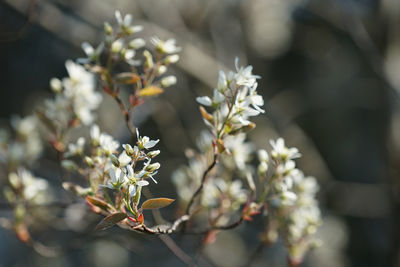Close-up of flowering plant