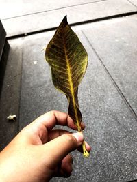 Close-up of hand holding leaf