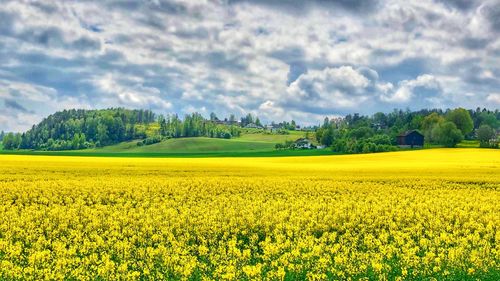 Scenic view of oilseed rape field against cloudy sky