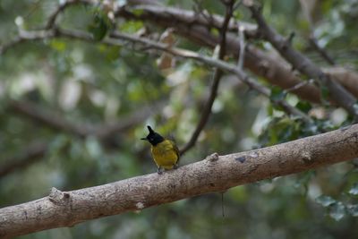 Low angle view of bird perching on branch