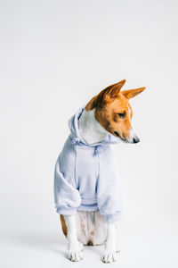 Dog standing against white background