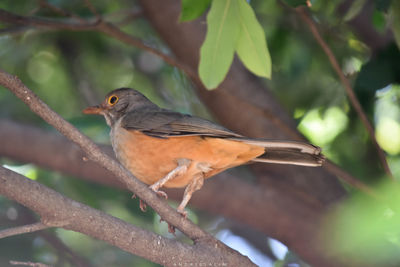 Close-up of bird perching on branch