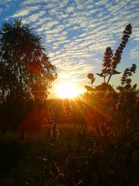 Sun shining through trees