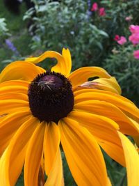 Close-up of sunflower blooming outdoors
