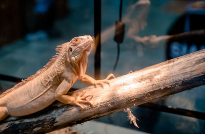 Close-up of lizard on wood at zoo