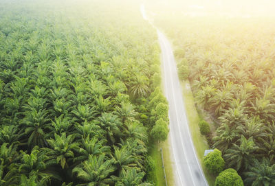 High angle view of road amidst trees