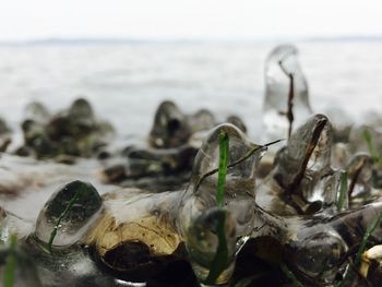 Close-up of sea shore at beach