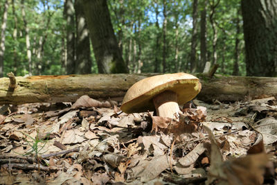 Close-up of mushrooms growing on tree trunk in forest