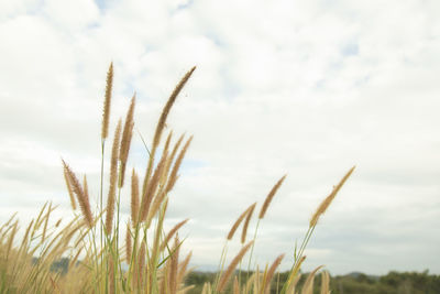 Close-up of stalks in field against sky