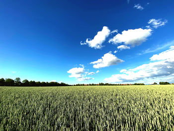 Scenic view of agricultural field against blue sky