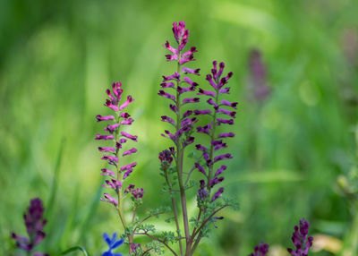 Close-up of pink flowering plant