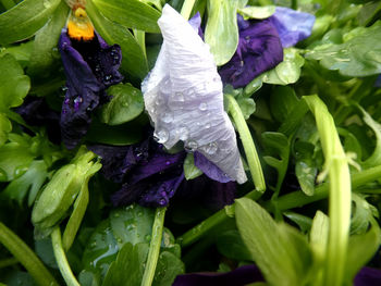 Close-up of wet purple flowering plants