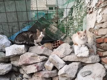 Cat sitting on wall