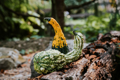 Vegetables on wood