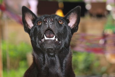 Close-up portrait of black dog outdoors