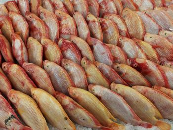 Full frame shot of fish for sale in market