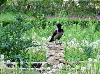 Bird perching on grass