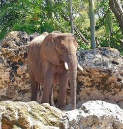 View of elephant on rock