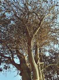 Low angle view of trees in forest against sky