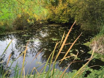 Reflection of trees in lake