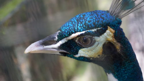 Close-up of peacock