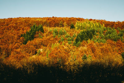 Scenic view of forest against sky during autumn