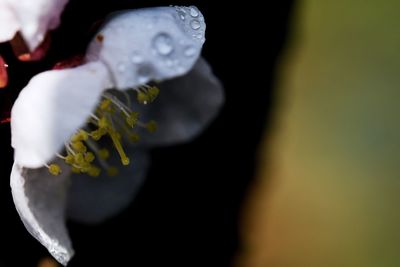 Close-up of water lily