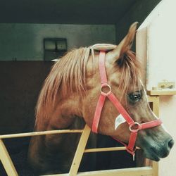 Close-up of horse in stable