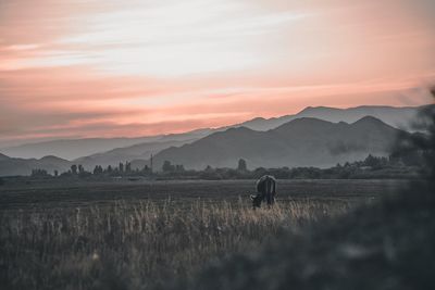 Scenic view of agricultural field against sky during sunset