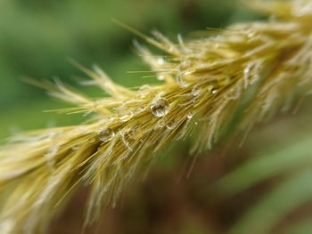 Close-up of wheat plant