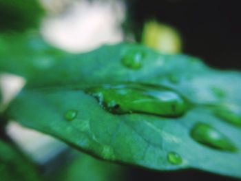 Close-up of water drop on leaf