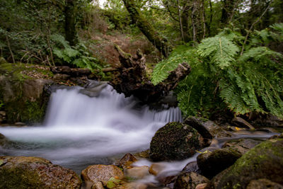 Scenic view of waterfall in forest