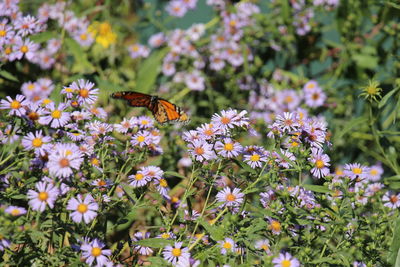 Close-up of butterfly pollinating on flower