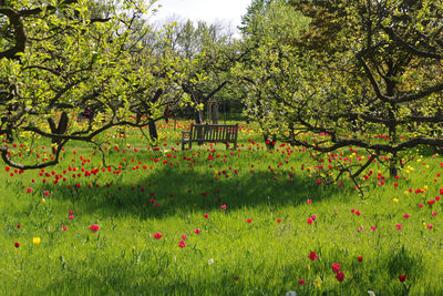 Scenic view of flower trees in park