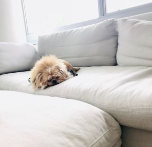 Dog relaxing on sofa at home