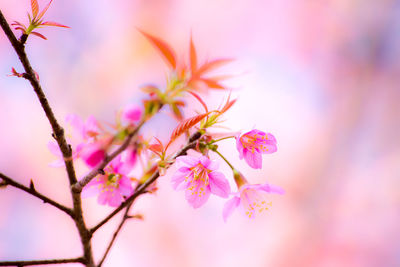 Low angle view of pink cherry blossom